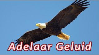 Adelaar Geluid  geluiden die de adelaar maakt