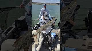 Fish Head Assassin #fishing