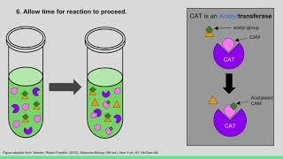 Figure 5.34 Using a CAT Reporter Gene