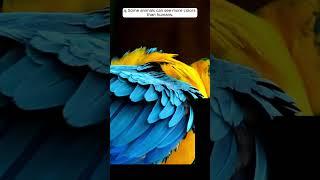Do Animals See in Color?  How Animals Perceive Colors | Eternal Bytes #2