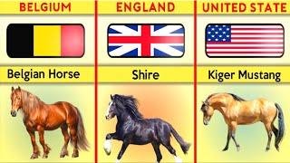 Horse Breeds From Different Countries | info 99