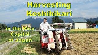 Harvesting Koshihikari Rice | Adventures in Yukiguni | Minamiuonuma