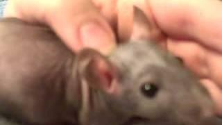 Cute Baby Hairless Rats