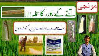 How to control stem borer (sundi) in paddy field || How to use danedar zair in rice || Kisan Talks