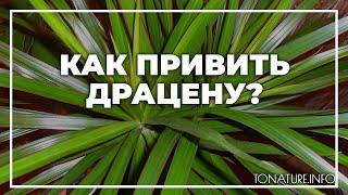 Как привить драцену? | toNature.Info