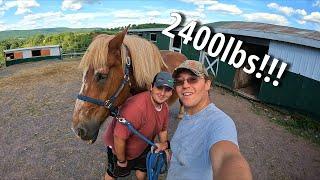 HUGE 2400lb HORSE! | How We Feed SAMPSON | What's Involved?