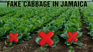 FAKE CABBAGE IN JAMAICA !!!