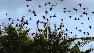 White-faced Whistling Duck in flight over River Shire Malawi