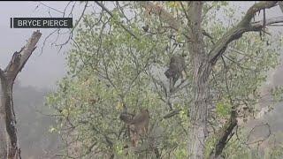 WATCH: Coyote climbs tree in pursuit bobcat at San Diego's Mission Trails Regional Park | NBC 7