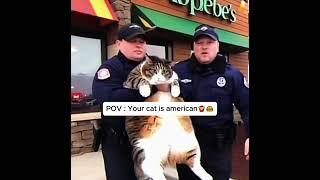 fat cat got arrested ‍️ #fatcat #funny #americancat #animals #fat #viralshorts