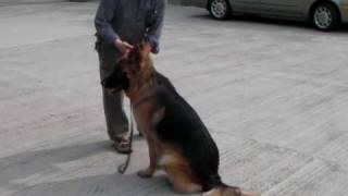 dog training,dog trainer,狗隻訓練,上門訓練,警衛訓練,服從訓練