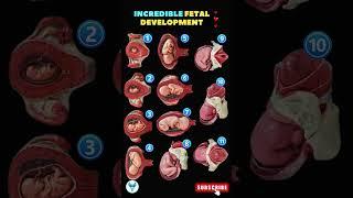 Fetal Development Week by Week | Incredible Pregnancy Journey | Embryo #Shortsfeed #pregnancy #baby