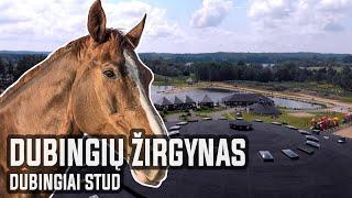 Dubingių žirgynas | Dubingiai stud