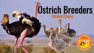 Ostrich Farm Visit | Ostrich Company Pakistan | Ostrich Breeders Season Start | Feeding of Ostriches