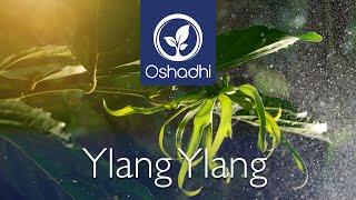 Ylang Ylang (Cananga odorata) | Essential-Oil-Plant Portrait by Dr. Malte Hozzel