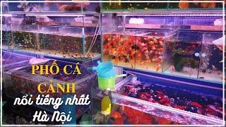 Phố CÁ CẢNH THỦY SINH nổi tiếng nhất Hà nội | Aquarium fishes in Vietnam