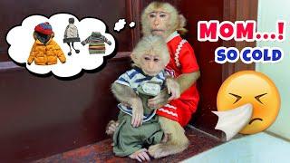 The cold winter of monkey TiTi, PiPi and the way Mom shows love