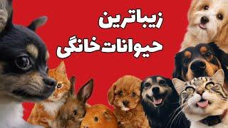 زیباترین و بامزه ترین حیوانات خانگی | The most beautiful pets