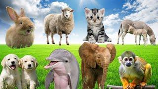 Funny Animal Moments and Sounds. Dog, Cat, Sheep, Cow, Elephant, Monkey, Dolphins, Panda