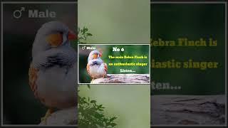 ZEBRA FINCH MALE FEMALE DIFFERENCE