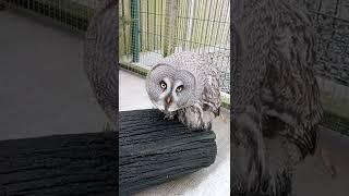 Curious Great Grey/Gray Owl #shorts #birds #owl #curiosity