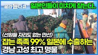 한국인들보다 일본인들이 미치도록 찾는 한국산 피조개│하루에 15톤을 잡아서 99% 일본에 수출되는 고성 피조개│역대급 날씨에 고생하는 작업자들│겨울 조개잡이│극한직업│#골라듄다큐