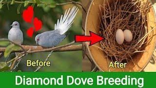 Diamond Dove Breeding Tips