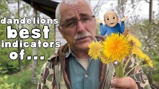 DANDELIONS are the BEST INDICATORS of...