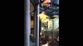 L.A. Westin Hotel  e l e v a t o r  u p