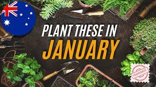 Australia's January Garden Guide | What to Plant Now for a Late Summer and Fall Harvest