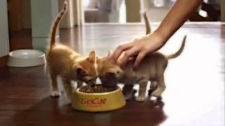 Go-Cat Kitten TV Advert