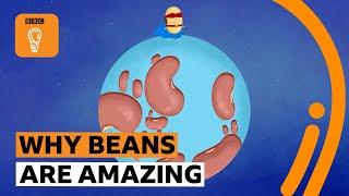 How the humble bean can help the world | BBC Ideas