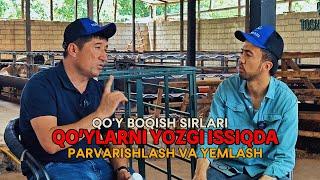 QO'Y BOQISHDAGI XATOLAR QO'YLARNI SEMIRTIRISH QO'Y BOQISH SIRLARI | ҚЎЙ БОҚИШДА ХАТОЛАР СЕМИРТИРИШ