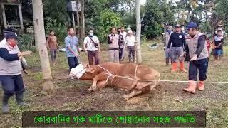 কোরবানির গরু মাটিতে শোয়ানোর সহজ পদ্ধতি