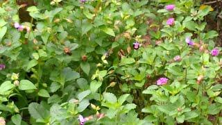 Beautiful street tiny flower#streetflower #nature #naturalflowers #naturephotography