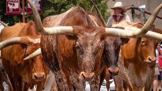 The Fort Worth Stockyards Cattle Drive