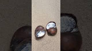 Amazing Casting Silver Shell out of Scrap Perfect Restoration #shorts #shortvideo #viralvideo #art