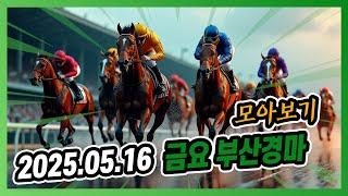 2025년 5월 16일 금요 부산경마 전체경주 모아보기
