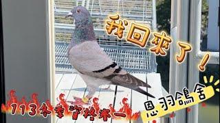 【｛恩羽鴿舍｝早安，鴿子回來了嗎？  #3】 113/11/06 冬季資格一  Pigeons Come Back Home