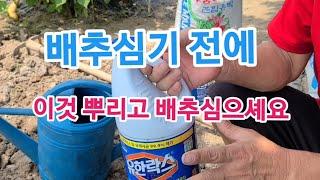 텃밭에 배추 아무거나 절대 심지 말고 '황금 배추' 심어서 배추 김치 맛있게 드세요!!