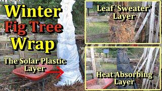 Fig Tree Wrapping for Winter Protection (The Three Layer Wrap Method)