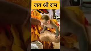 राम राम जय राजा राम , सुंदर वानर की भक्ति @sanatanwalla