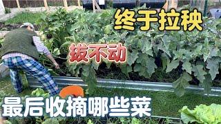 上午才4度好冷，菜园拉秧最后收摘哪些菜？鼠哥拔不动好搞笑，白菜辣子今年最惨