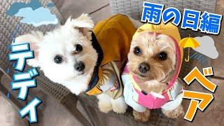 【愛犬】カッパを着たテディベアは雨の日対策バッチリ‼︎