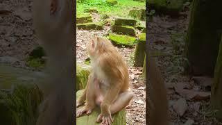 Luna's Gentle Touch: A Mother's Love for Her Son #55 #short #Cute #cutemonkey#monkey#monkeybehaviors