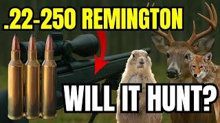.22-250 Remington - Will It Hunt? [Bullet Drop, Scope Dials, and MORE]