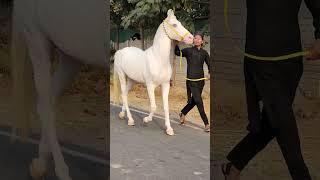 Rupal stud farm lakhi For sell mo.9724588670