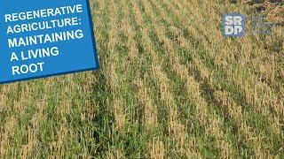 Regenerative Agriculture – Maintaining A Living Root