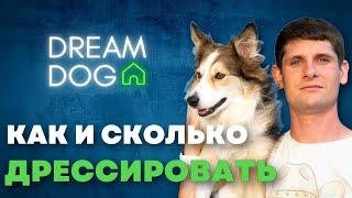 Как дрессировать  В каком возрасте начинать обучение собаки  Сколько команд учить со щенком 