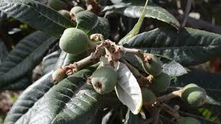 Así es nuestro proyecto de permaculturaUn paseo por la finca Abora